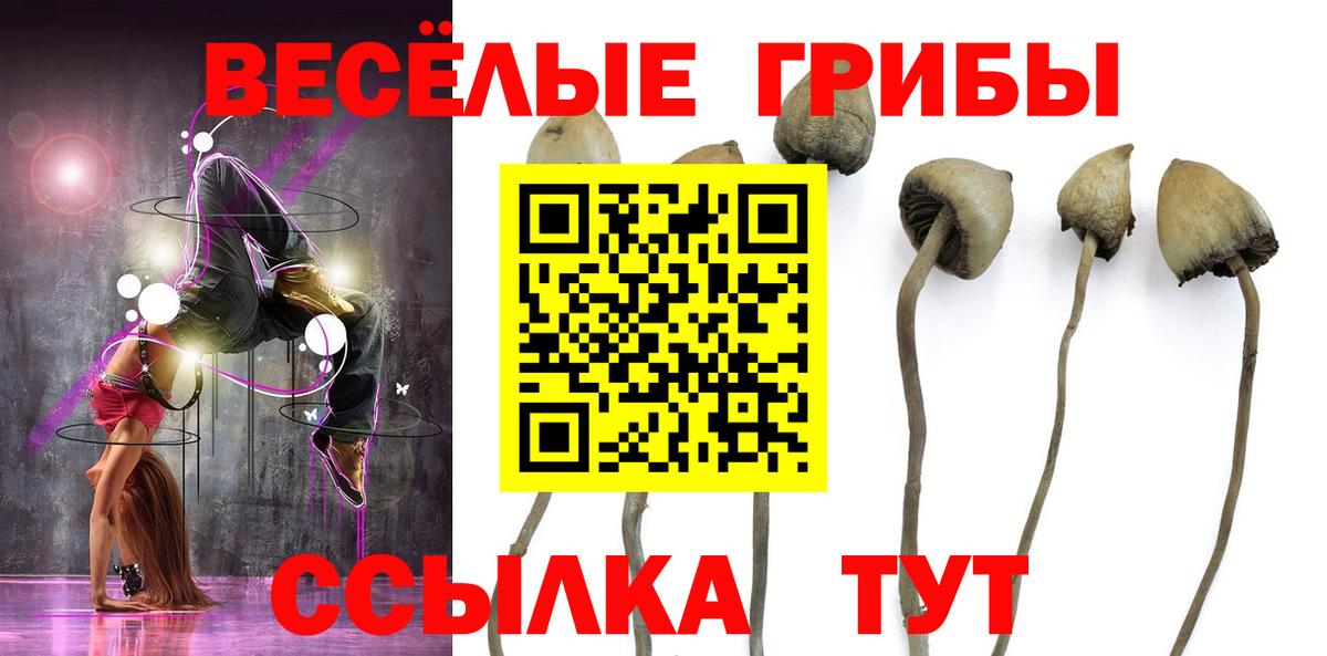 Галлюциногенные грибы MAGIC MUSHROOMS  Вход с VPN  где найти   Тамбов 